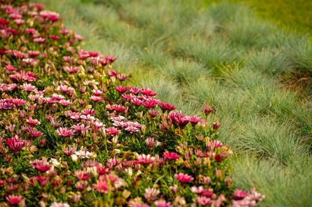 Gazania is a genus of flowering plants of the family Asteraceae that grow in southern Africa They produce large daisy-like composite flower heads in bright yellow and orange over a long summer periodの写真素材