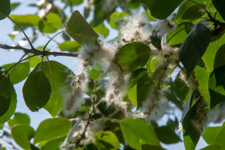 Poplar fluff is not to blame for allergies; itâ€™s more a nuisance than a health hazard. He is...