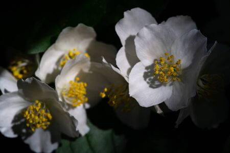 Jasmine, an Old World bush or a climbing plant with fragrant flowers used in perfumes or tea. It is popular as decorative. it is a genus of shrubs and vines of the olive familyの写真素材
