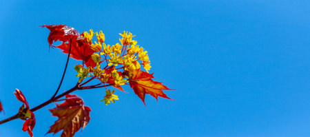 Maple flowers are green, yellow, orange or red. Some maples are a source of pollen and nectar in...