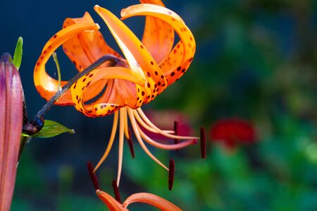 Lilium lancifolium - growing in China, Japan, Korea and the Far East of Russia. ornamental plant of orange-black flowers, which has become naturalized in many scattered places in eastern North Americaの写真素材