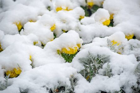 The first snow, snow-covered flowers, the end of warm autumn, frosts comeの写真素材