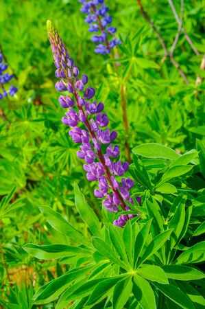 Lupinus, commonly known as lupin or lupine, is a genus of flowering plants in the legume family Fabaceae. with diversity centers in the Americas. They are widely cultivated as a food source.の写真素材