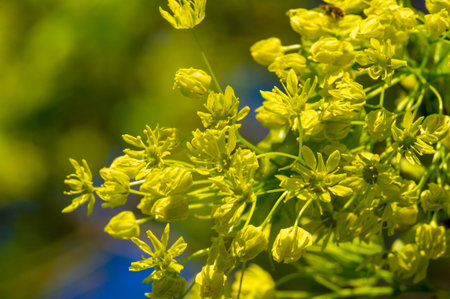 Maple flowers are green, yellow, orange or red. Some maples are a source of pollen and nectar in...
