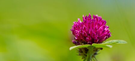 Clovers or shamrocks of many species are found in South America and Africa, with heads or thick spikes of small red, purple, white or yellow alfalfa or Calvary clover.の写真素材