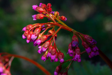 Badan, Perennial herb of the saxifraga family. For medical purposes, there are certain root...