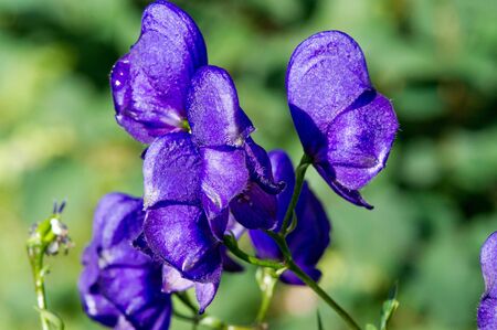 Aconitum, commonly known as aconite, monasticism, wolf wolf, leopard curse, mouse, female curse, devil's helmet, queen of poisons or blue rocket, Most species are extremely poisonousの写真素材