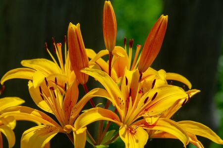 Lilium represent love, ardor and affection for your loved ones, while orange lilies symbolize happiness and warmth. Lilium longiflorum, an Easter lily, is a symbol of Easterの写真素材