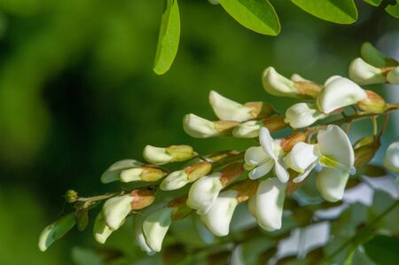 Robinia pseudoacacia, a black locust belonging to the Robinieae tribe. It is endemic to several small areas of the United States, naturalized in other areas of temperate North America, Europe,の写真素材
