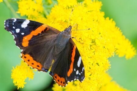 Solidago, commonly called goldenrods,  used in a traditional kidney tonic by practitioners of herbal medicine to counter inflammation. butterfly Vanessa atalanta, the red admiralの写真素材