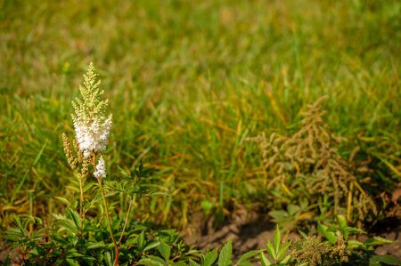 A wildflower (or wild flower) is a flower that grows in the wild, meaning it was not intentionally seeded or planted.の写真素材