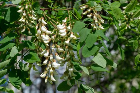 Robinia pseudoacacia, a black locust belonging to the Robinieae tribe. It is endemic to several small areas of the United States, naturalized in other areas of temperate North America, Europe,の写真素材