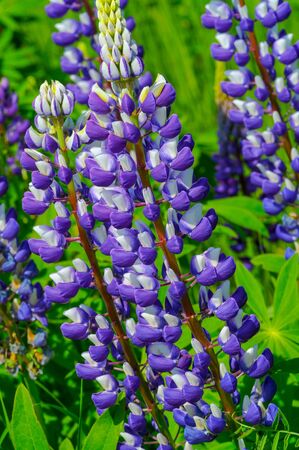 Lupinus, commonly known as lupin or lupine, is a genus of flowering plants in the legume family Fabaceae. with diversity centers in the Americas. They are widely cultivated as a food source.の写真素材