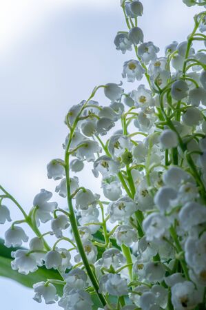 Convallaria majalis (lily of the valley), lily of the valley was used at weddings and can be very expensive. it has become a tradition in France to sell lily of the valley on International Labor Dayの写真素材