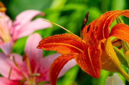 Lilium represent love, ardor and affection for your loved ones, while orange lilies symbolize happiness and warmth. Lilium longiflorum, an Easter lily, is a symbol of Easterの写真素材