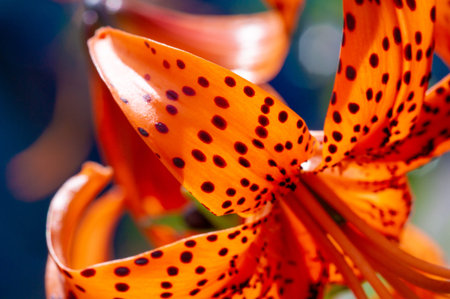 Lilium lancifolium - growing in China, Japan, Korea and the Far East of Russia. ornamental plant of orange-black flowers, which has become naturalized in many scattered places in eastern North Americaの写真素材