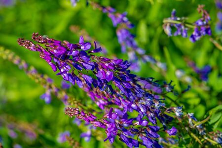 Vicia cracca (tufted vetch, cow vetch, bird vetch, blue vetch, boreal vetch), is a species of vetch native to Europe and Asia. It occurs on other continents as an introduced speciesの写真素材