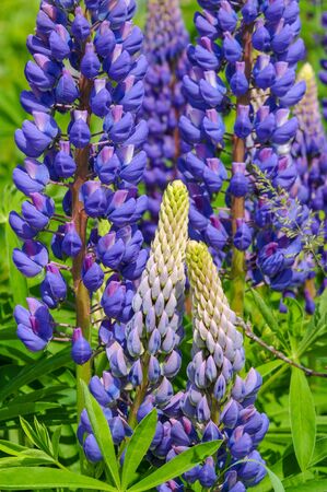 Lupinus, commonly known as lupin or lupine, is a genus of flowering plants in the legume family Fabaceae. with diversity centers in the Americas. They are widely cultivated as a food source.の写真素材