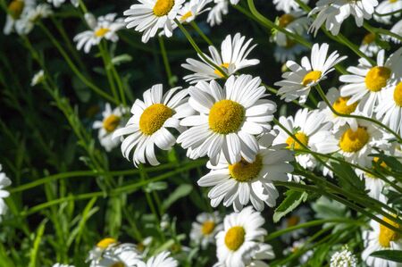Chamomile. Extract of Italian chamomile Matricaria recutita is considered strong tea. It was used in phytotherapy as antimicrobial and anti-inflammatory. It is also used in ointments and lotions, infectionsの写真素材