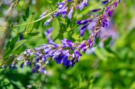 Vicia cracca (tufted vetch, cow vetch, bird vetch, blue vetch, boreal vetch), is a species of vetch native to Europe and Asia. It occurs on other continents as an introduced speciesの写真素材