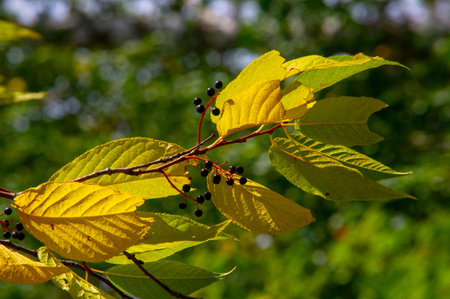 Autumn photography, leaves in the fall, At this time of the year the trees seem to come to life,...
