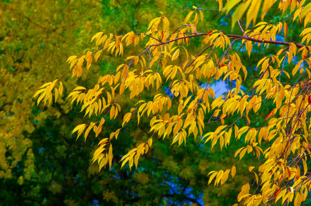 Autumn photography, leaves in the fall, At this time of the year the trees seem to come to life,...