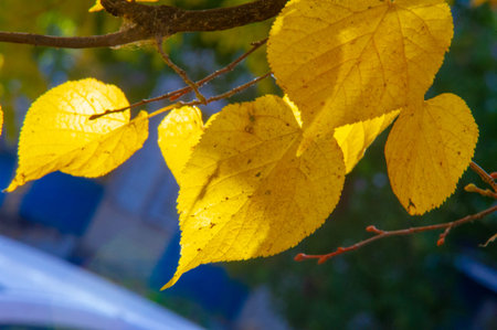 Autumn photography, leaves in the fall, At this time of the year the trees seem to come to life,...