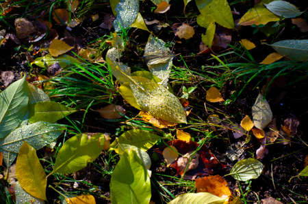 Autumn photography, leaves in the fall, At this time of the year the trees seem to come to life, breaking from orange, red and copper flowersの写真素材