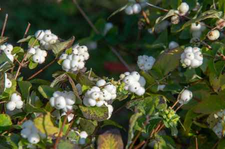 autumn landscape, sketch of autumn in the photo, yellow burgundy red leaves, summer petition, joyful picturesの写真素材