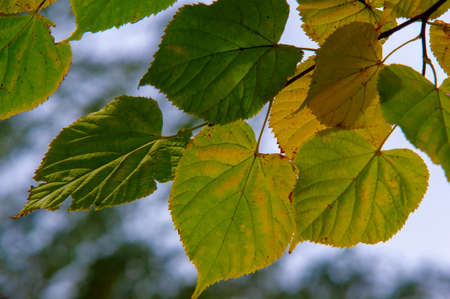 Autumn photography, leaves in the fall, At this time of the year the trees seem to come to life, breaking from orange, red and copper flowersの写真素材