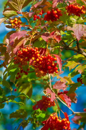 autumn landscape, sketch of autumn in the photo, yellow burgundy red leaves, summer petition, joyful...