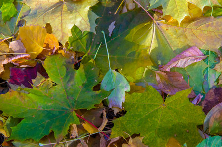 Autumn photography, leaves in the fall, At this time of the year the trees seem to come to life,...