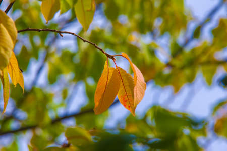Autumn photography, leaves in the fall, At this time of the year the trees seem to come to life, breaking from orange, red and copper flowersの写真素材