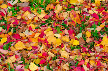 Autumn photography, leaves in the fall, At this time of the year the trees seem to come to life, breaking from orange, red and copper flowersの写真素材