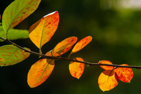 autumn landscape, sketch of autumn in the photo, yellow burgundy red leaves, summer petition, joyful picturesの写真素材