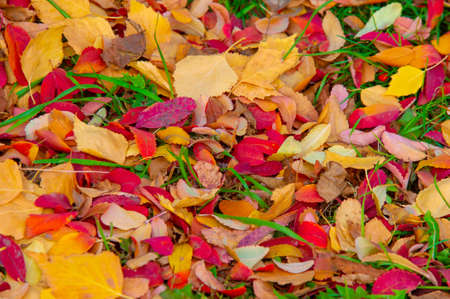 Autumn photography, leaves in the fall, At this time of the year the trees seem to come to life, breaking from orange, red and copper flowersの写真素材