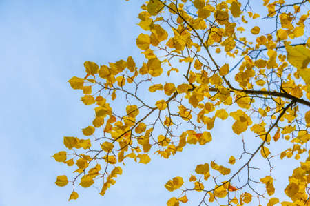 Autumn photography, leaves in the fall, At this time of the year the trees seem to come to life, breaking from orange, red and copper flowersの写真素材