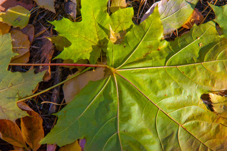 Autumn photography, leaves in the fall, At this time of the year the trees seem to come to life,...
