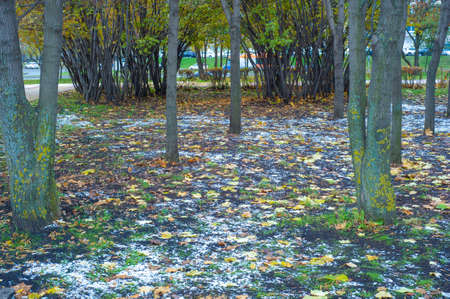 Autumn photography, leaves in the fall, At this time of the year the trees seem to come to life, breaking from orange, red and copper flowersの写真素材