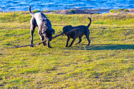 pictures of animal dogs. City beach, terrier and English mastiff are playing on the background of blue river wavesの写真素材
