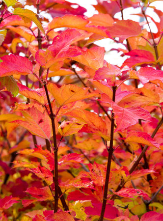 texture, background, pattern, autumn leaves, bright saturated colors, trees are amazingly beautiful in autumn, nature says goodbye to warm summer daysの写真素材