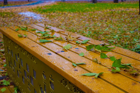 Autumn photography, leaves in the fall, At this time of the year the trees seem to come to life, breaking from orange, red and copper flowersの写真素材