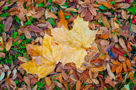 Autumn photography, leaves in the fall, At this time of the year the trees seem to come to life, breaking from orange, red and copper flowersの写真素材