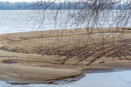 Autumn landscape, forest without leaves in the floodplain, an area of low-lying ground adjacent to a...