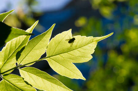 The leaves of the tree are green, the backlightの写真素材