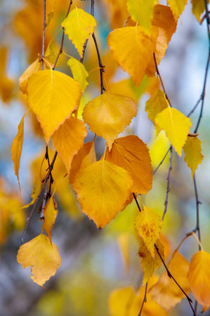 Colorful autumn leaves of birch, deciduous tree with white bark and with heart-shaped leaves.