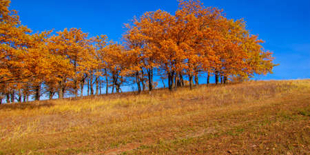 Autumn landscape, deciduous trees covered with multi-colored yellow red leaves, Oaks throw off multi-colored autumn foliage, sad time of the eye - this is the charmの写真素材