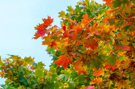 Autumn maple leaf, a flattened structure of a higher plant, similar to a blade that attaches...