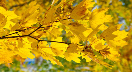 Autumn landscape of photography, Maple tree or shrub with lobed leaves, winged fruits, and colorful...