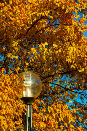 Autumn maple leaf, a flattened structure of a higher plant, similar to a blade that attaches directly to the stem or through the stem. Leaves are the main organs of photosynthesis and transpirationの写真素材